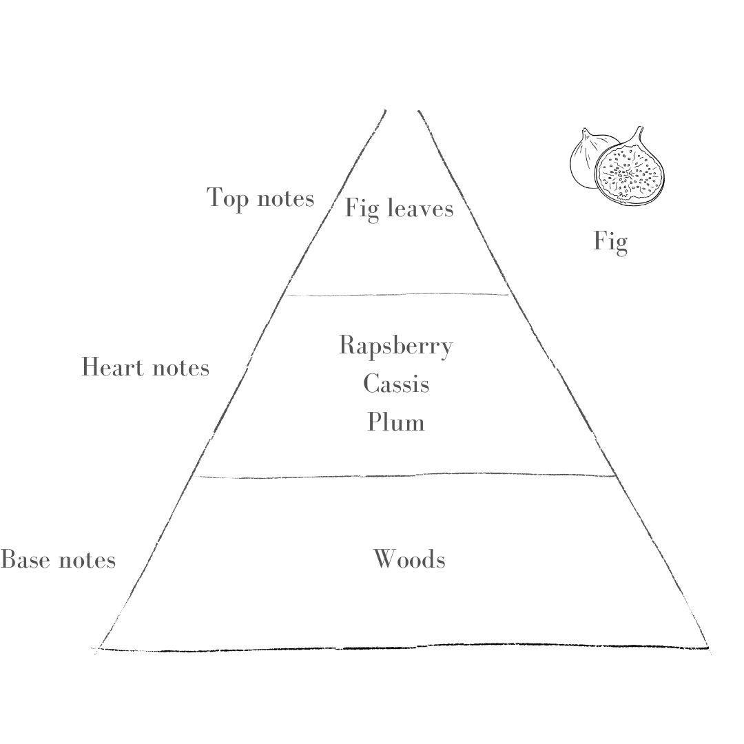 The Fig Scent in Standard Blush Pott
