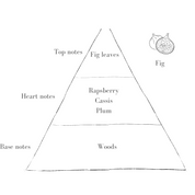 The Fig Scent in Standard Blush Pott