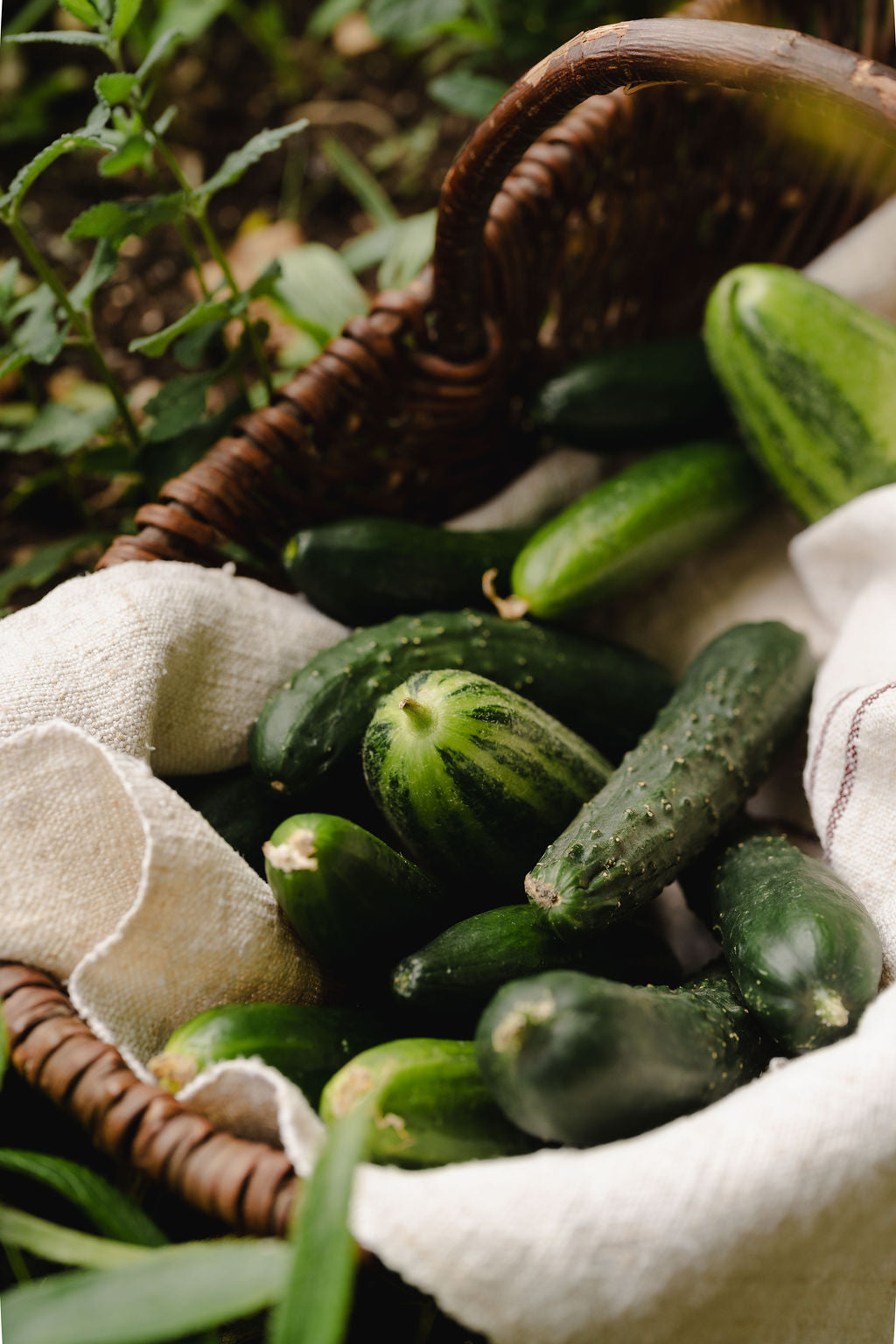 Cucumber Standard Refill