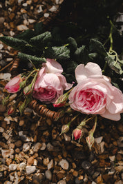 Rosa Petite Refill