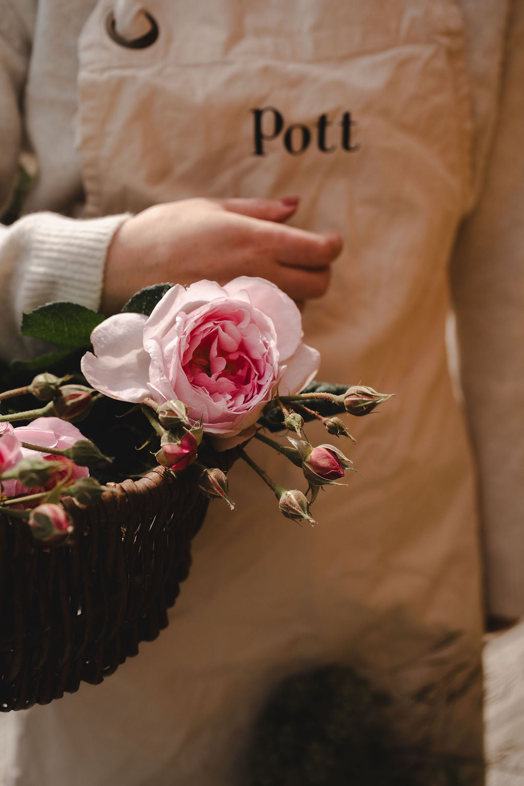 Rosa Standard Refill