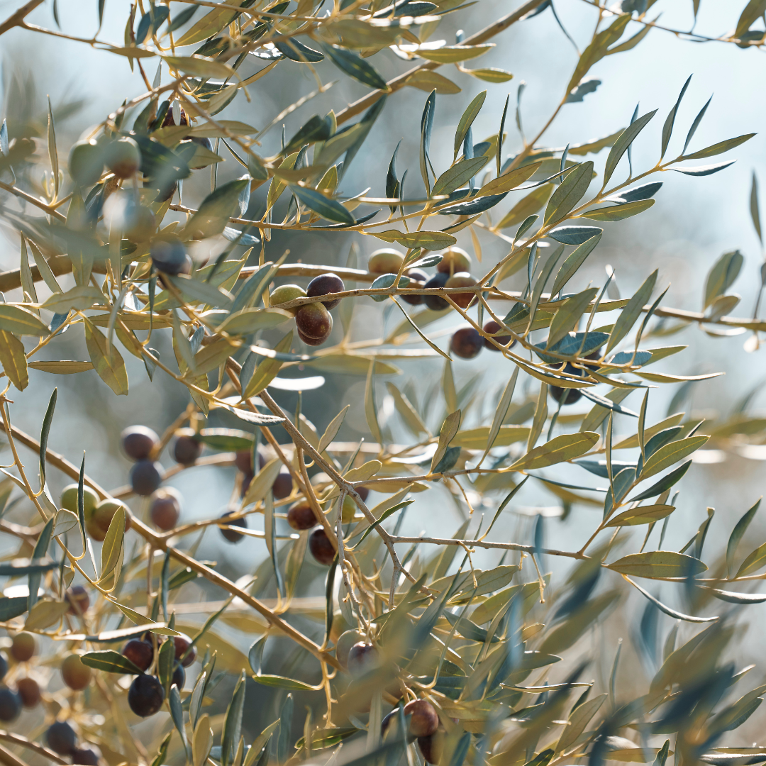 Harvest Standard Refill