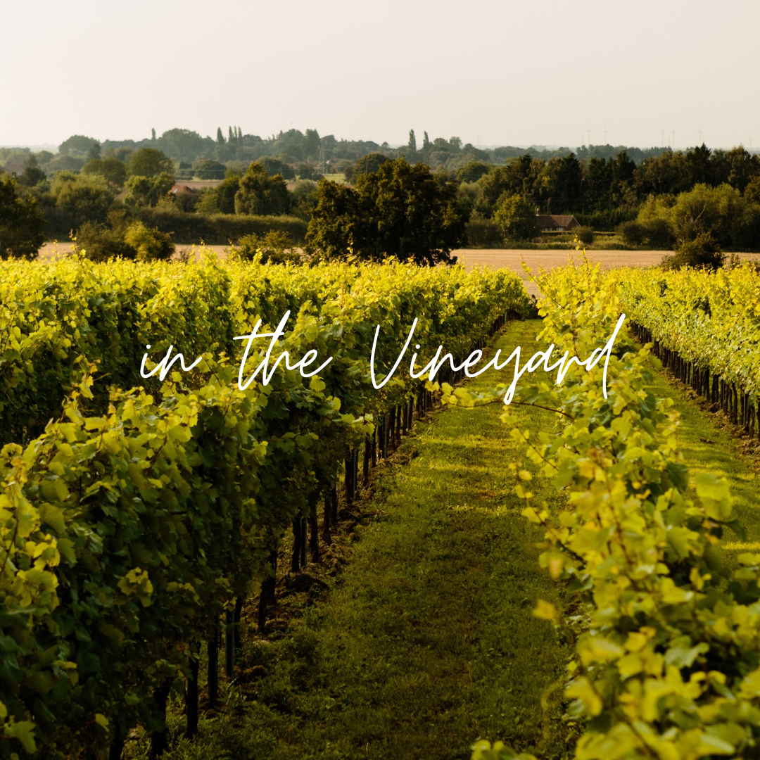 In the Vineyard - 4th August, Kent