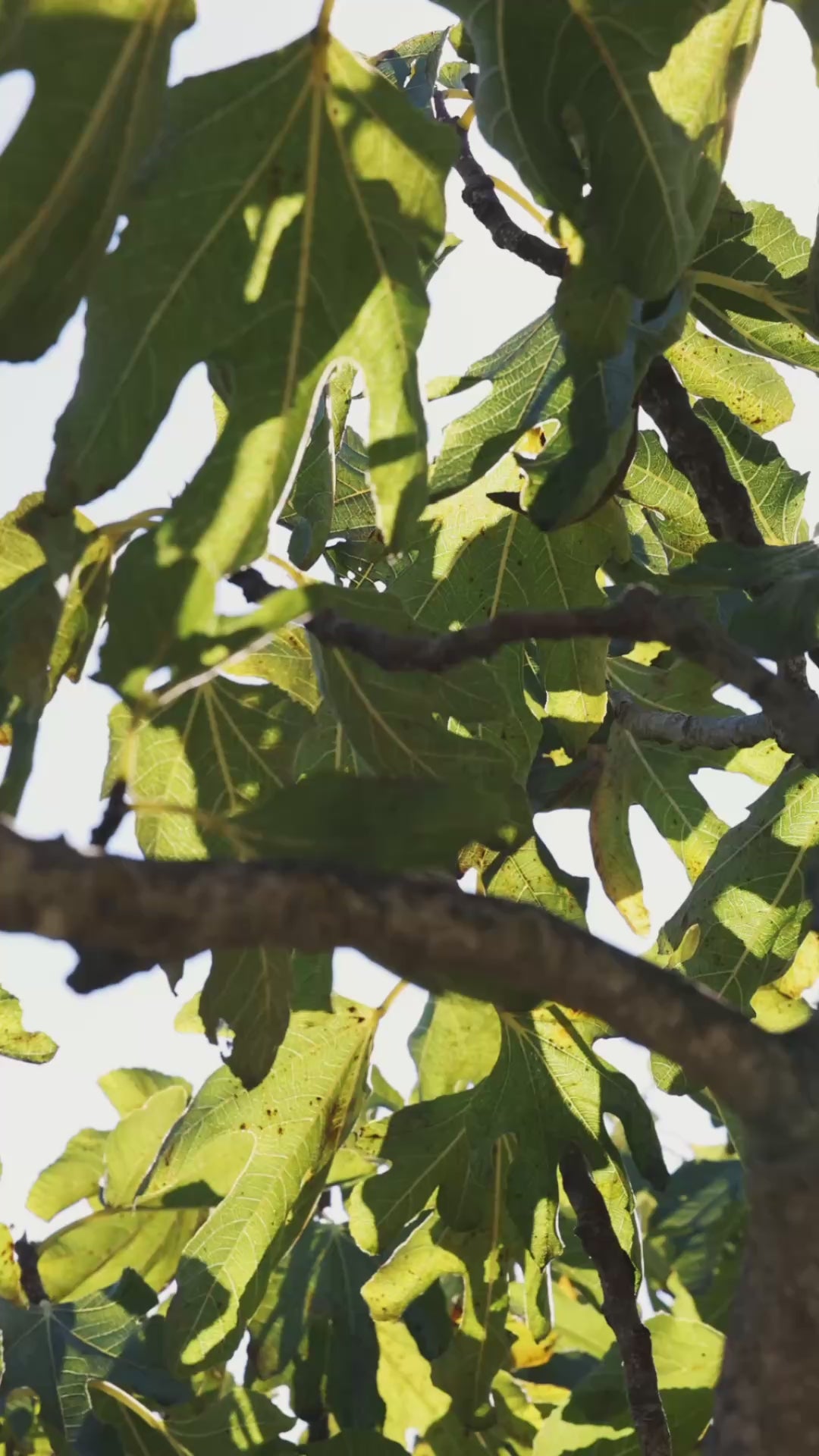 Pott x Citizen's of Soil Harvest Candle