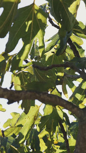 Pott x Citizen's of Soil Harvest Candle